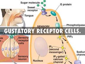 gustatory receptor cells. by Nala Streiff