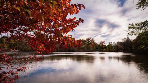 Rhode Island Red Photograph By Simmie Reagor Fine Art America