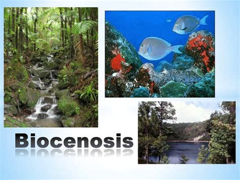 Biocenosis