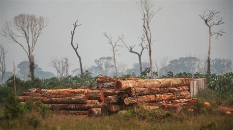 La Tierra Perdi Un Rea De Selva Equivalente A Un Campo De F Tbol Cada