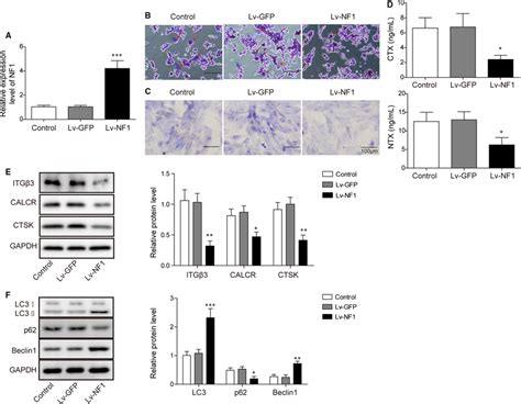 The NF1 gene inhibits osteoclastic bone resorption. A, The NF1 gene ...