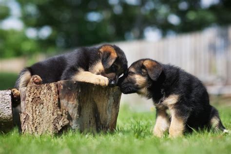 The Ultimate 7 Week Old German Shepherd Puppy Guide Shepherd Sense