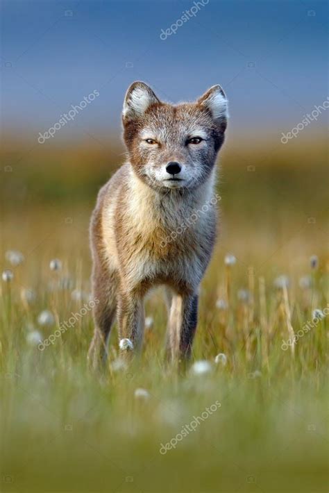 Arctic Fox in the nature habitat — Stock Photo © OndrejProsicky #101534174