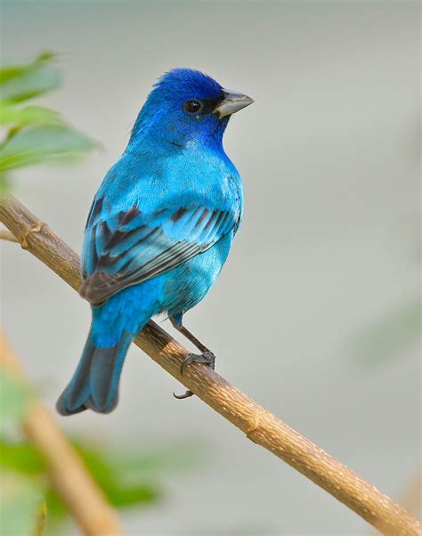 Indigo Bunting Florida Pretty Birds Bunting Bird Pet Birds