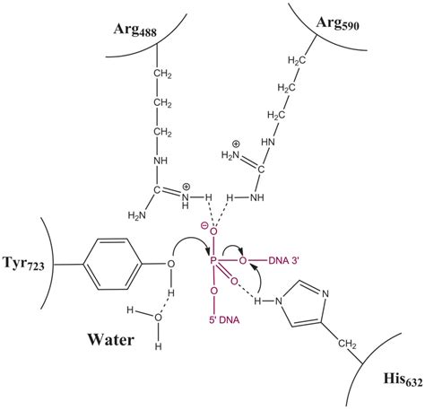 Dna Topoisomerases, Type I; DNA Nicking-Closing Protein; DNA Relaxing ...