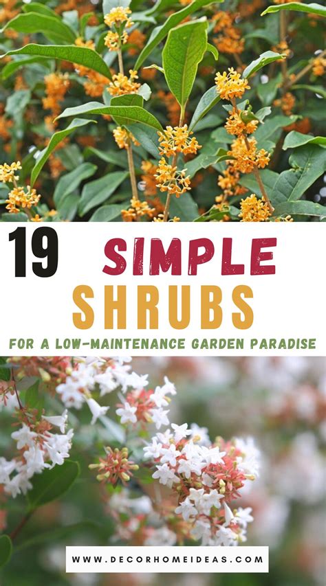 19 Low-Maintenance Shrubs for a Hassle-Free Garden