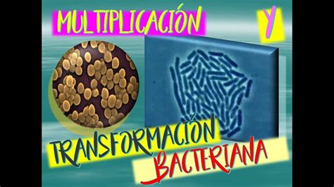 Reproducción Y Trasformación Bacteriana Youtube