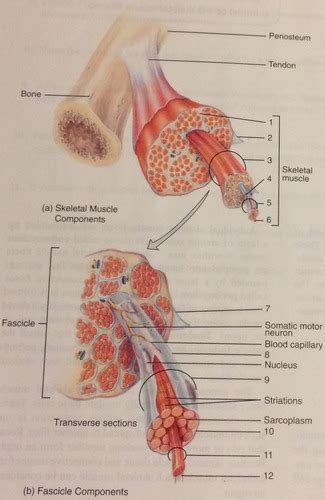 Honors Anatomy And Physiology Figure 12 1 Flashcards Quizlet