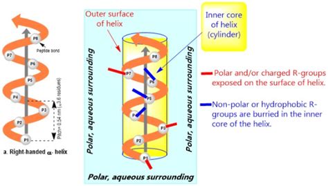 How do alpha-helices create different surfaces (such as a hydrophobic ...