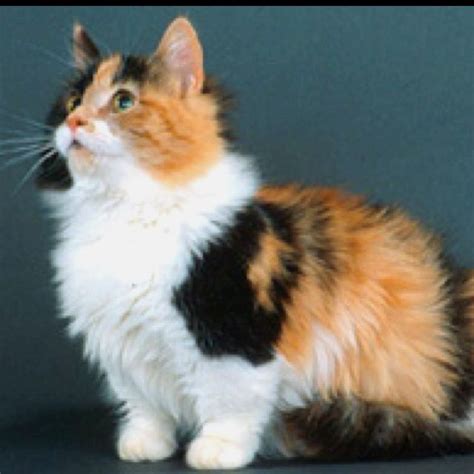 Munchkin Cat And Corgi