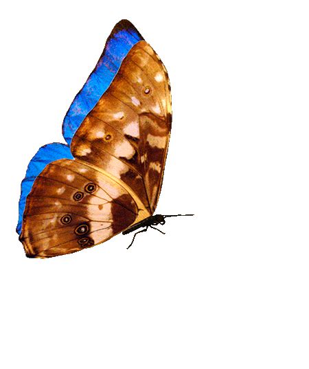 19 Ideas De Imagenes De Mariposas Animadas Imagenes De Mariposas