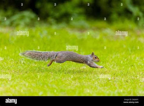 Eastern Grey Squirrel Sciurus Carolinensis Introduced Species Adult