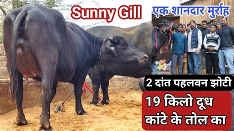 💯sunnygill ने खरीदी साल 2023 की सबसे ज्यादा दूध वाली 2 दांत झोटी 19 किलो दूध काटे के तोल का