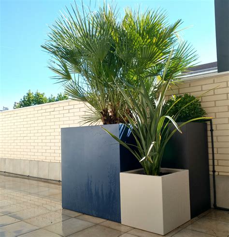 Plantas Cortas Para Paisajismo