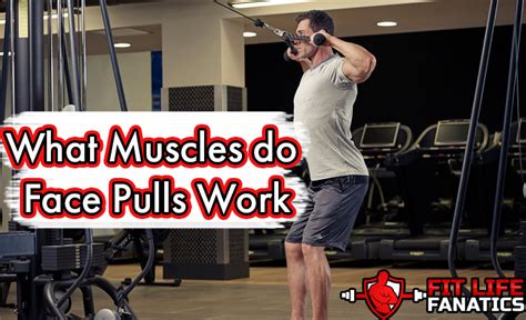 What Muscles do Face Pulls Work? - FitLifeFanatics