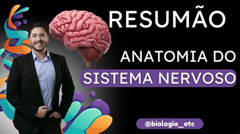 ResumÃo Anatomia Do Sistema Nervoso Youtube