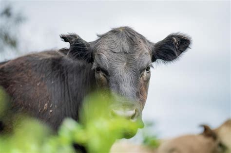 Premium Photo Regenerative Stud Angus Wagyu Murray Grey Dairy And