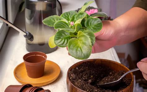 The Best Soil Mix For African Violets Petal Republic