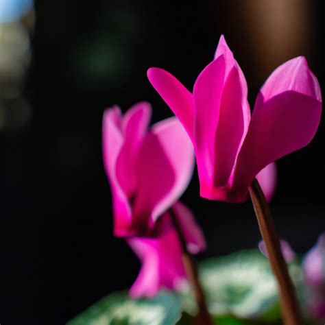 Découvrir 100 kuva foto da flor ciclame Thptnganamst edu vn