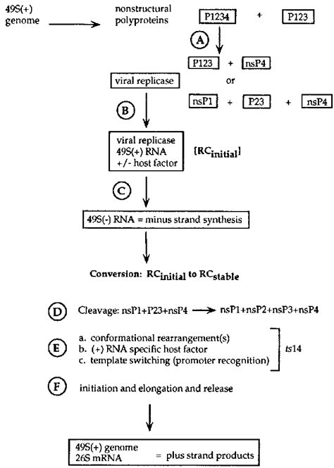 Model For The Formation Of Alphavirus Replication And Transcription Download Scientific Diagram