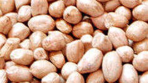 Groundnut Sowing Turns Sluggish In Gujarat The Hindu Businessline