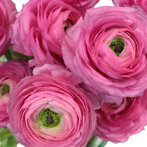 Buy Wholesale Hot Pink Italian Cloony Ranunculus In Bulk Fiftyflo