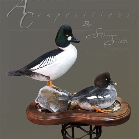 Sea Duck And Waterfowl Taxidermy Sea Duck And Goose Mounts Habitat Scenes With Waterfowl