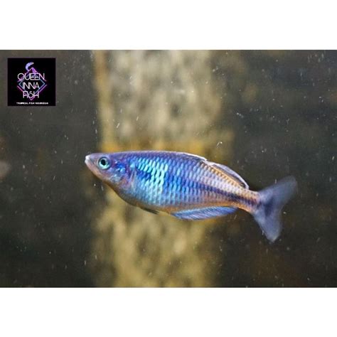 Jual Boesemani Rainbow Fish Ikan Aquascape Dan Akuarium Bosemani