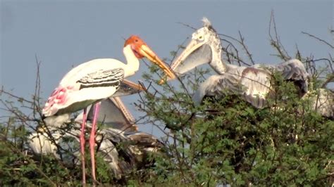 Painted Stork Vs Pelican Birds Wildlifephotography Bird Sanctuary