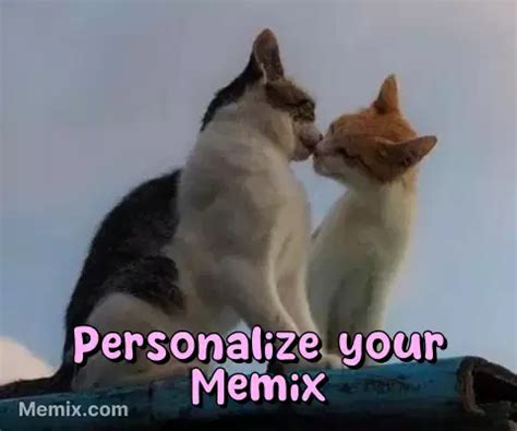 Cats Kissing Meme, GIF - Share with Memix