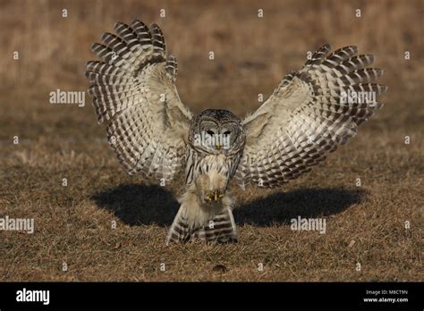 Barred Owl Landing