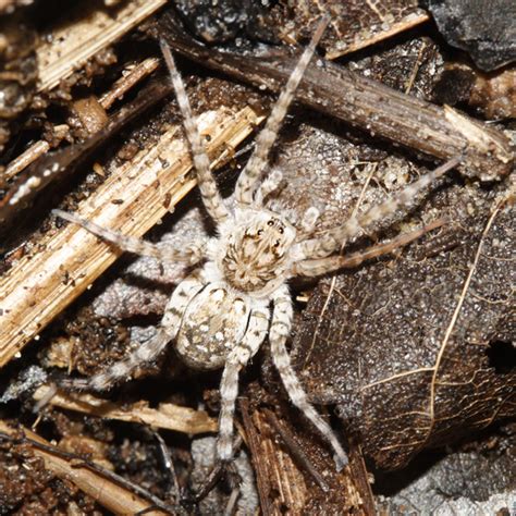 Beach Wolf Spider Arctosa Littoralis BugGuide Net