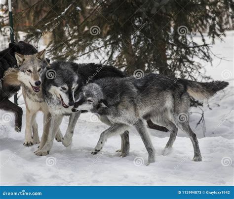 Wolf Pack Playing in the Snow. Stock Image - Image of wolf, lupus ...