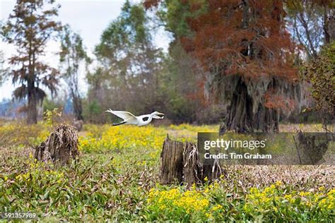 Atchafalaya Basin Photos and Premium High Res Pictures - Getty Images