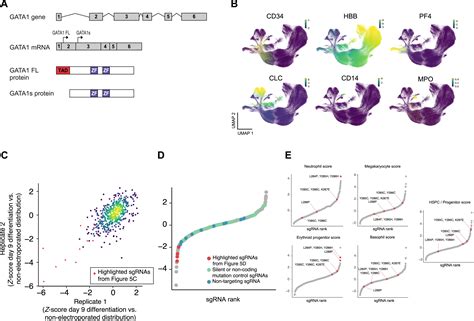 Massively Parallel Base Editing To Map Variant Effects In Human