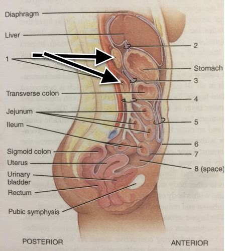 Chapter 26 Urinary System Flashcards Quizlet