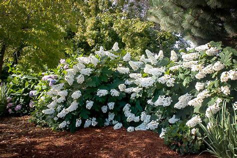 Alice Oakleaf Hydrangeas For Sale Online The Tree Center™