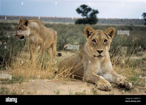 Lionesses Two Female African Lions Panthera Leo Lions Are Sociable