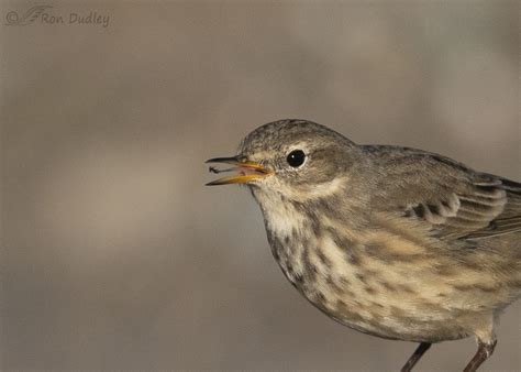 american pipit  pipit  feathered photography