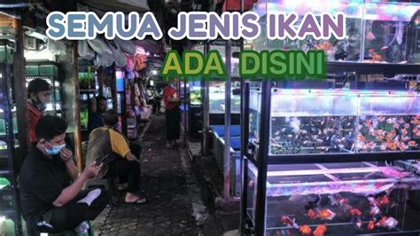 Pasar Ikan Hias Terbesar Di Bandung Pasar Ikan Hias Muara Youtube