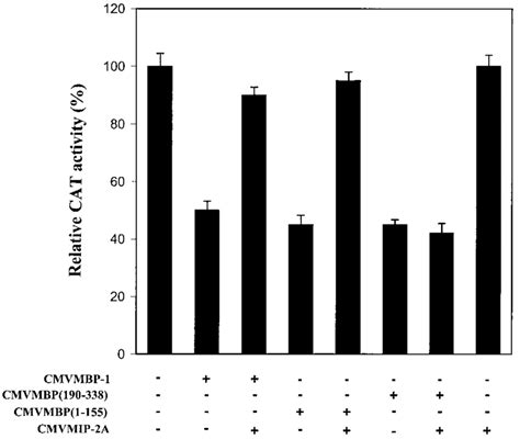 Association Of Mip A With Mbp Relieves Repressor Activity On The