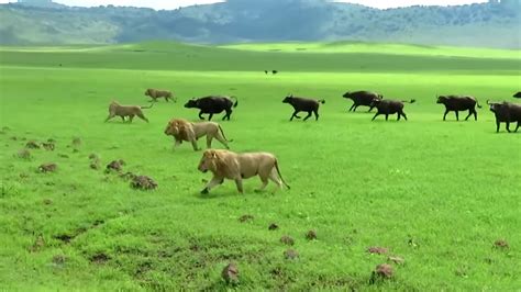 A Herd Of Buffaloes Defending Themselves Against A Pride Of Lions