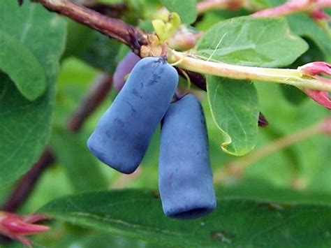 Blue Velvet Sweetberry Edible Honeysuckle Haskap 4 Pot