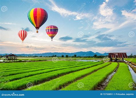 Hot Air Balloons Flying Over Fresh Rice Field Stock Image Image Of