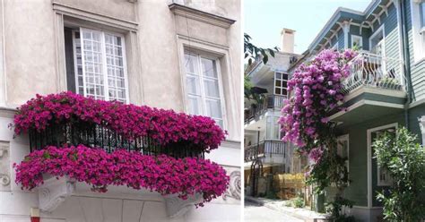 Quelles plantes choisir pour son balcon et ses fenêtres Bonne idée