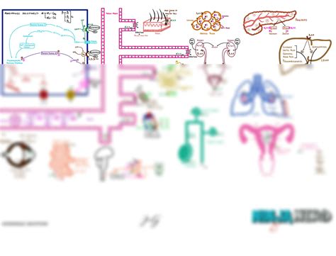 SOLUTION Neurology Physiology 43 Autonomic Nervous System Adrenergic