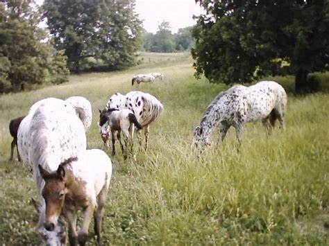 Appaloosa Herd Photo by yoruzora | Photobucket | Leopard appaloosa ...