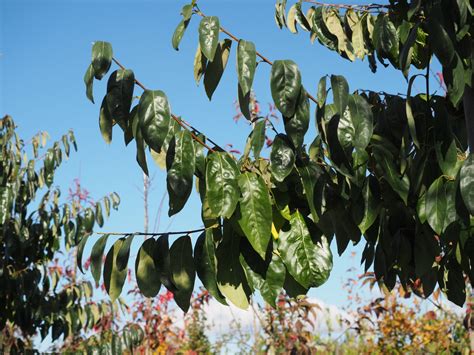 UDENHOUT TREES Diospyros Lotus