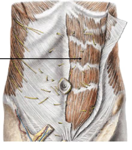 Lab 4 Abdominal Wall Inguinal Canal Gi Tract Lab 3 Heart And Mediastinum Lab 2