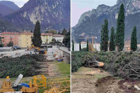 Addio Ai Cipressi Di Riva Del Garda Abbattuti Per Far Posto A Un Nuovo